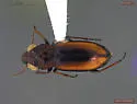 Notiophilus sylvaticus - photo 2