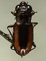 Notiophilus sylvaticus - photo 3
