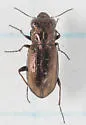 Notiophilus sylvaticus - photo 4