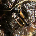 Notiophilus sylvaticus - photo 5