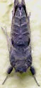 Notioplusia Moth - Hodges#8894 - photo 2