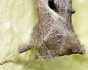Notioplusia Moth - Hodges#8894 - photo 3