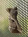 Notioplusia Moth - Hodges#8894 - photo 4