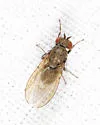Notiphila pulchra - Notiphila pulchra