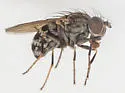 Notiphila pulchrifrons