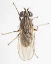 Notiphila pulchrifrons - photo 2