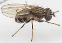 Notiphila pulchrifrons - photo 3
