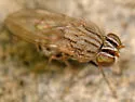 Notiphila pulchrifrons - photo 4