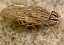 Notiphila pulchrifrons - photo 5
