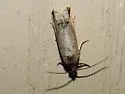 Crescent-marked Notocelia - Hodges#3211