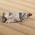 Crescent-marked Notocelia - Hodges#3211 - photo 2
