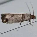 Crescent-marked Notocelia - Hodges#3211 - photo 3