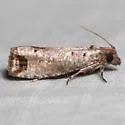 Crescent-marked Notocelia - Hodges#3211 - photo 4