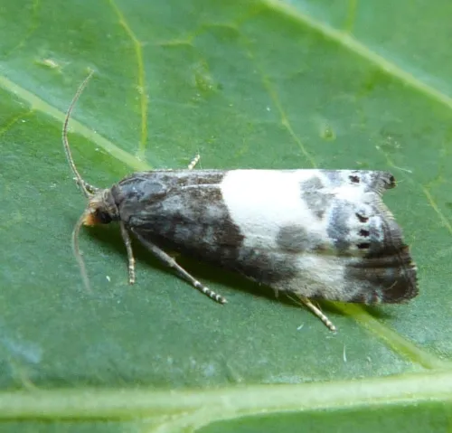 Notocelia cynosbatella