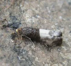 Notocelia cynosbatella - photo 2