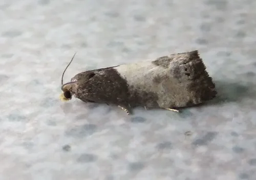 Notocelia cynosbatella - photo 3