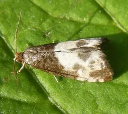 Notocelia cynosbatella - photo 4