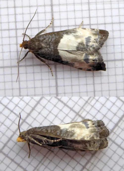 Notocelia cynosbatella - photo 6