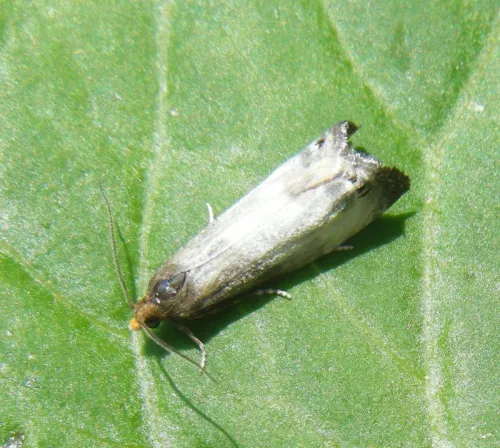 Notocelia cynosbatella - photo 7