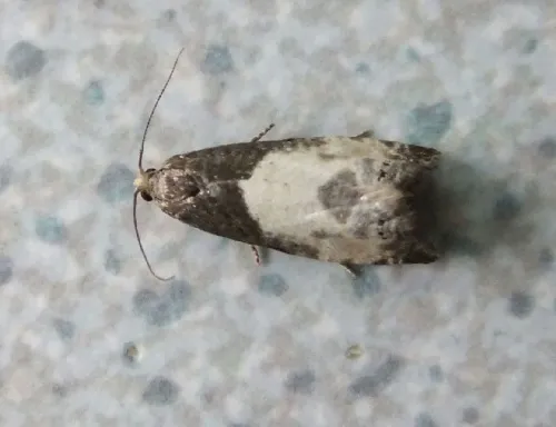 Notocelia cynosbatella - photo 8