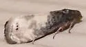 Notocelia illotana - Hodges#3210