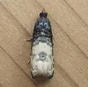 Notocelia illotana - Hodges#3210 - photo 3