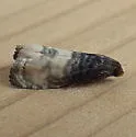 Notocelia illotana - Hodges#3210 - photo 4