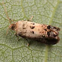 Notocelia purpurissatana - Hodges#3209