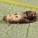 Notocelia purpurissatana - Hodges#3209 - photo 2