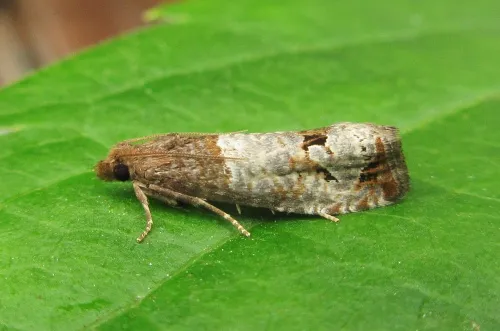 Notocelia roborana