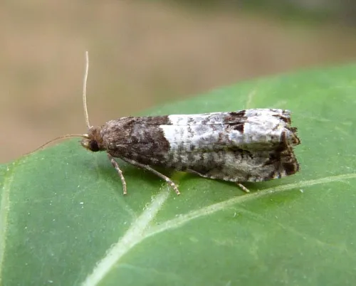 Notocelia roborana - photo 2