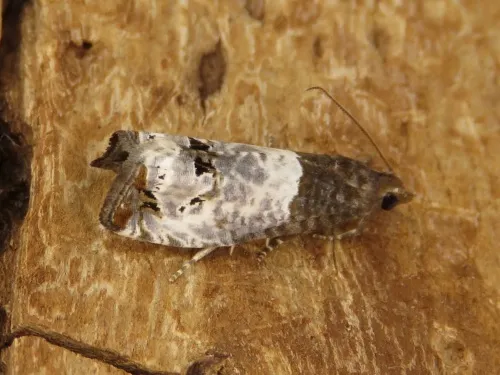 Notocelia roborana - photo 3