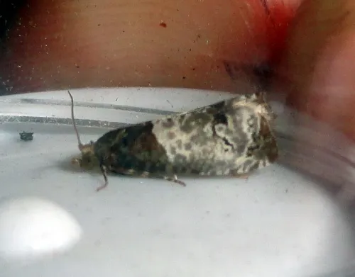 Notocelia roborana - photo 4