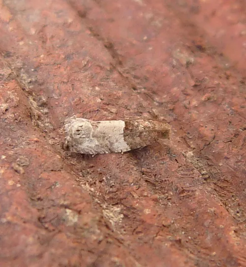 Notocelia roborana - photo 5