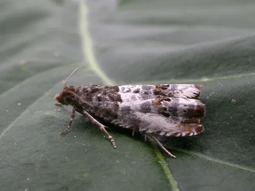 Notocelia rosaecolana