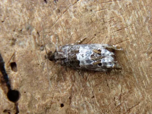 Notocelia rosaecolana - photo 2
