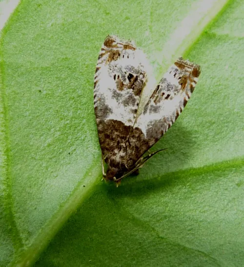 Notocelia rosaecolana - photo 3