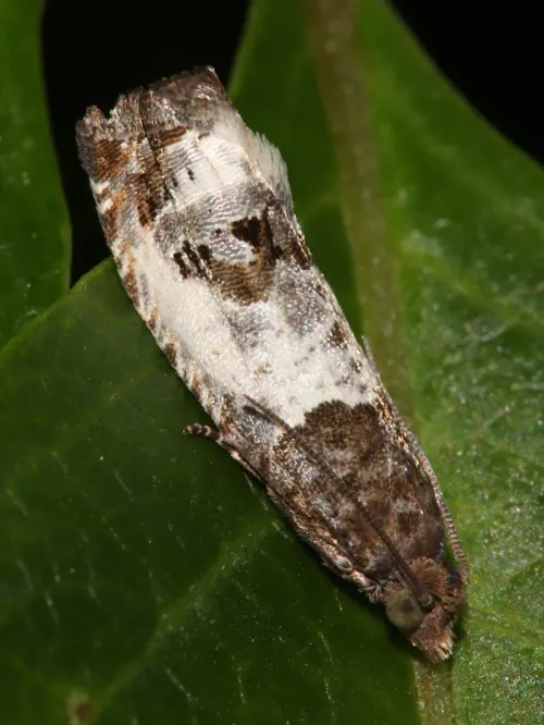 Notocelia rosaecolana - photo 4