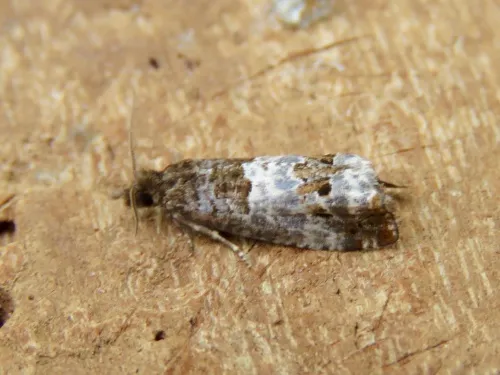 Notocelia rosaecolana - photo 5