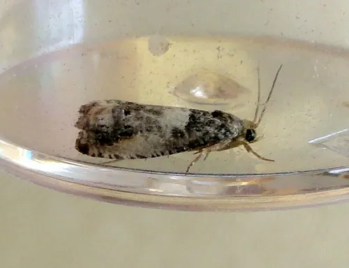 Notocelia rosaecolana - photo 6