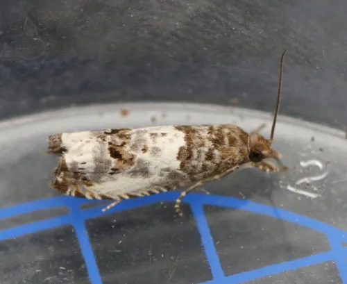 Notocelia rosaecolana - photo 7