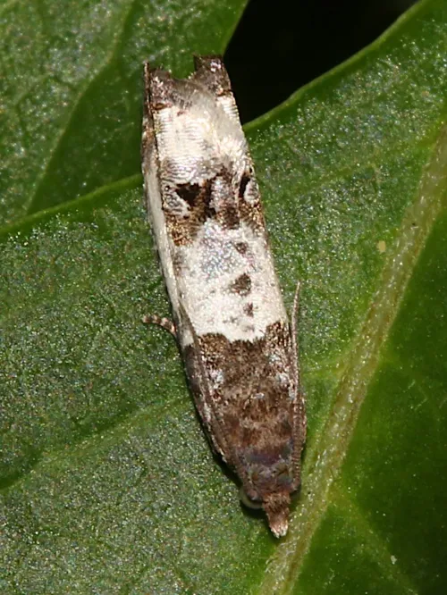Notocelia rosaecolana - photo 8