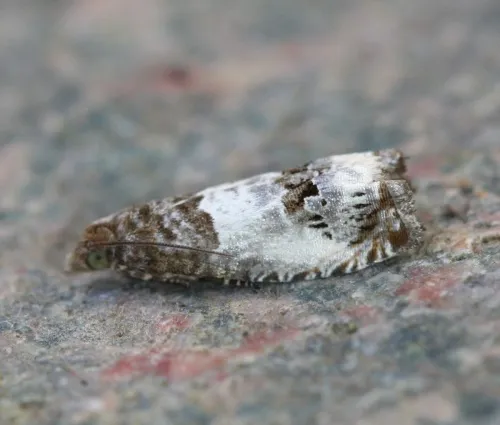 Notocelia trimaculana