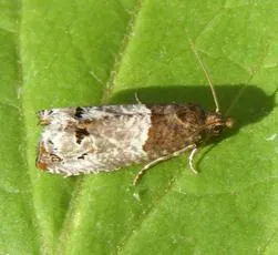 Notocelia trimaculana - photo 2