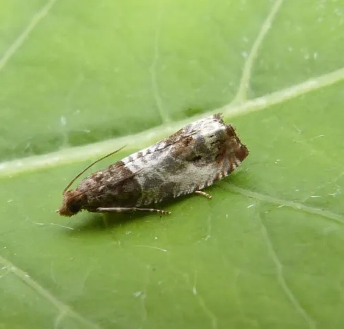 Notocelia trimaculana - photo 3