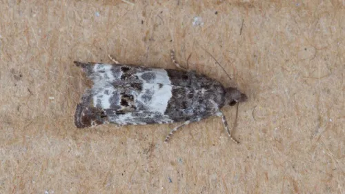 Notocelia trimaculana - photo 4