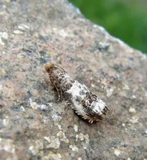 Notocelia trimaculana - photo 8