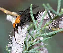 Notocyphus dorsalis - Notocyphus dorsalis