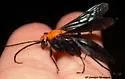 Notocyphus dorsalis - photo 2