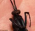 Notocyphus dorsalis - photo 3